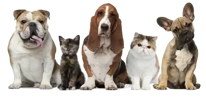 Transport animaux de compagnie en taxi Paris - chien et chat dans véhicule sécurisé
